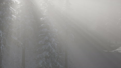 Misty-Fog-in-Pine-Forest-on-Mountain-Slopes